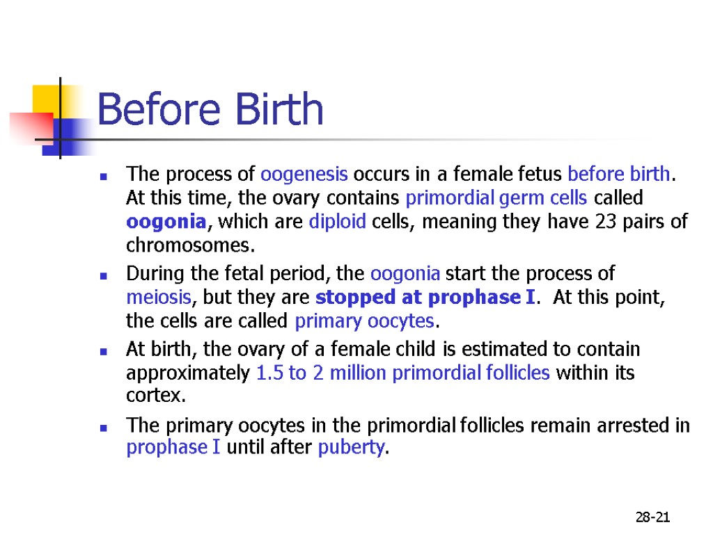 28-21 Before Birth The process of oogenesis occurs in a female fetus before birth.